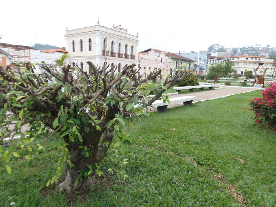 Árvores da Praça Ronaldo Borges recebem cuidados