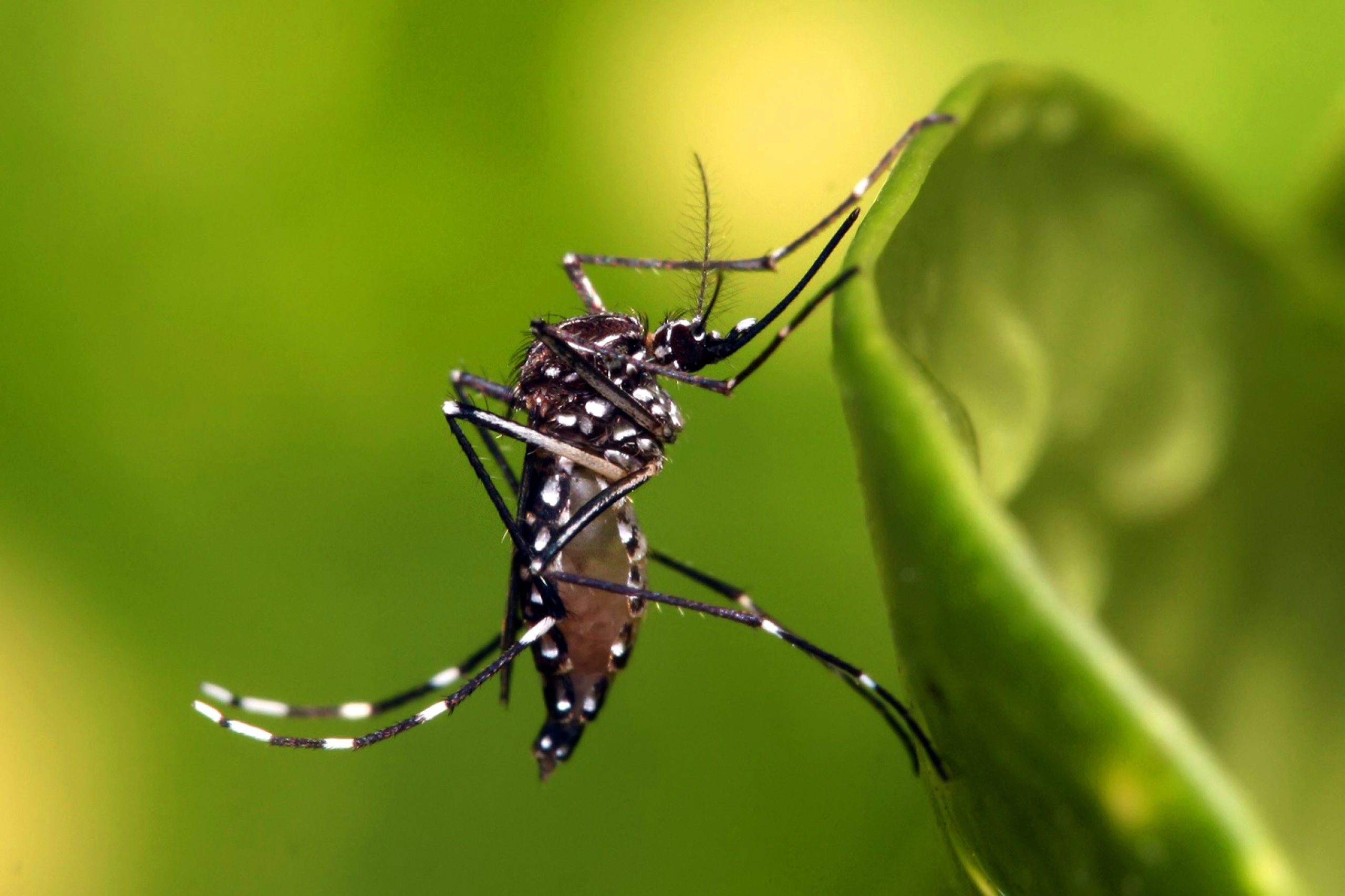 Foto Mosquito Aedes